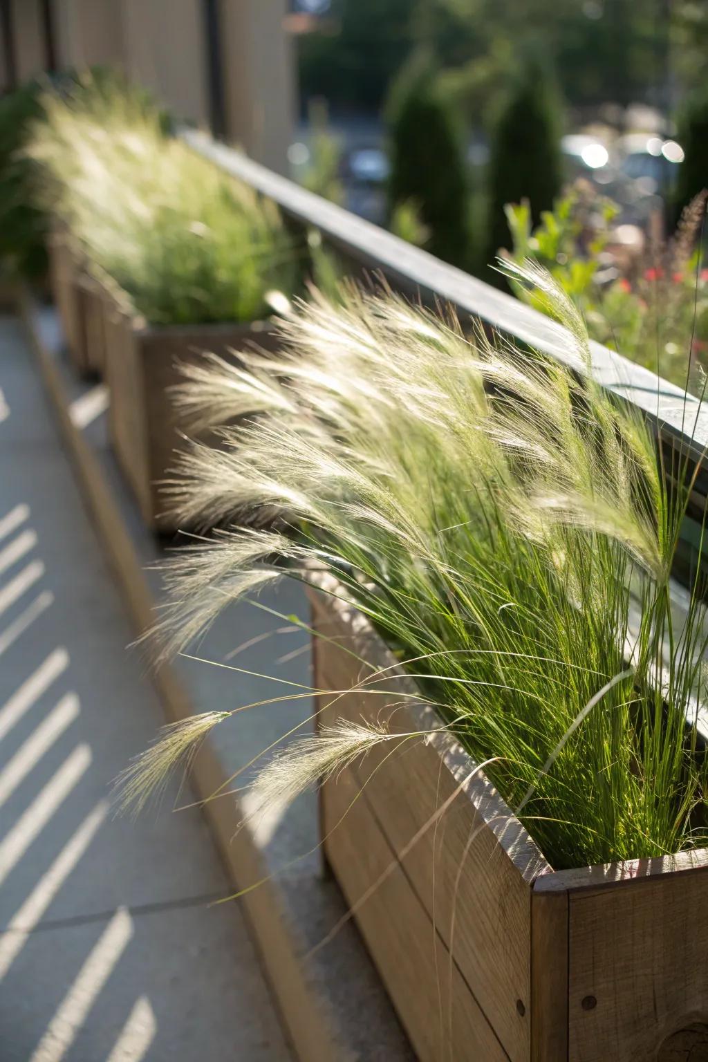 Mexican Hair Grass adds texture and movement to sunny window boxes.