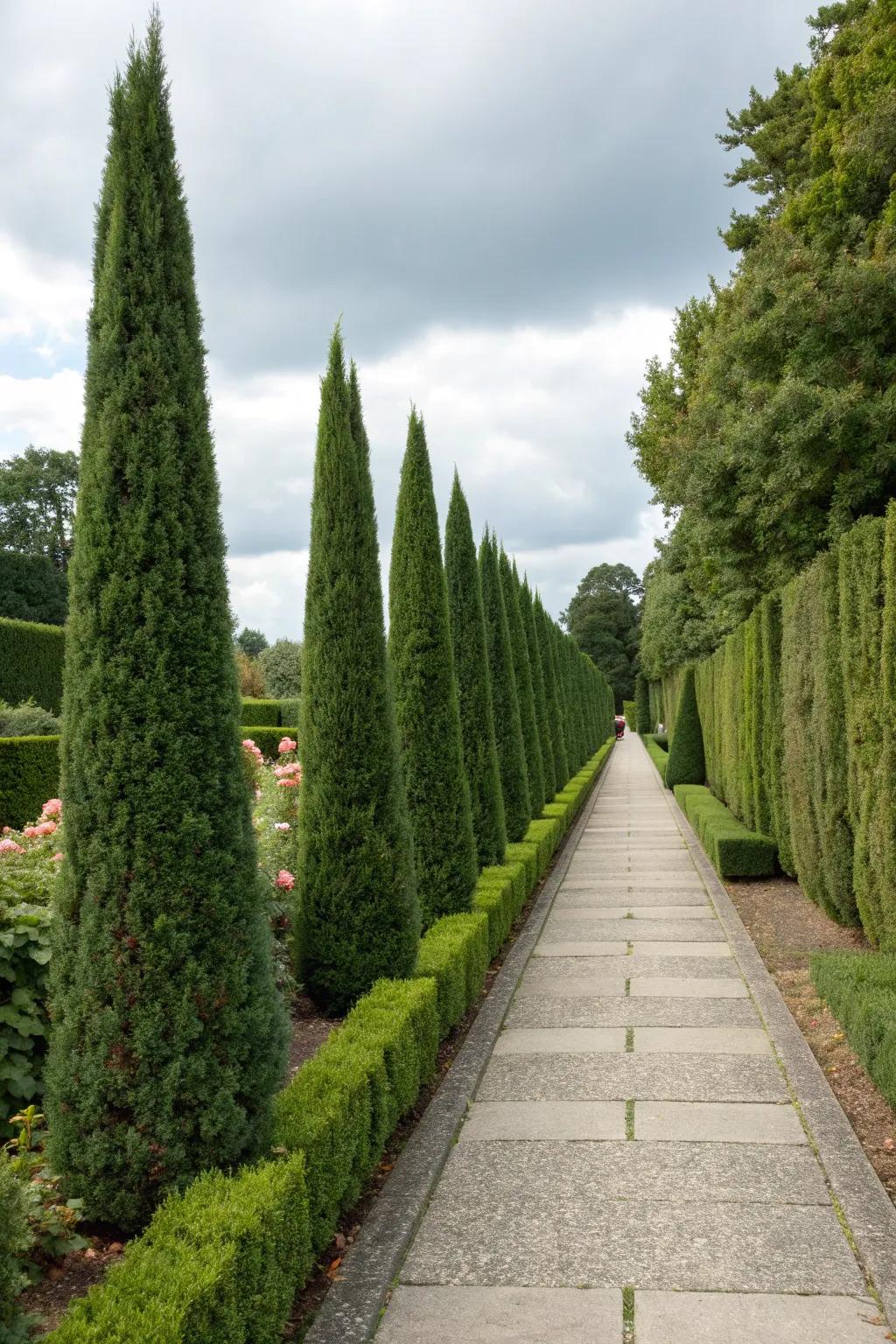 Arborvitae hedges stand tall for privacy.