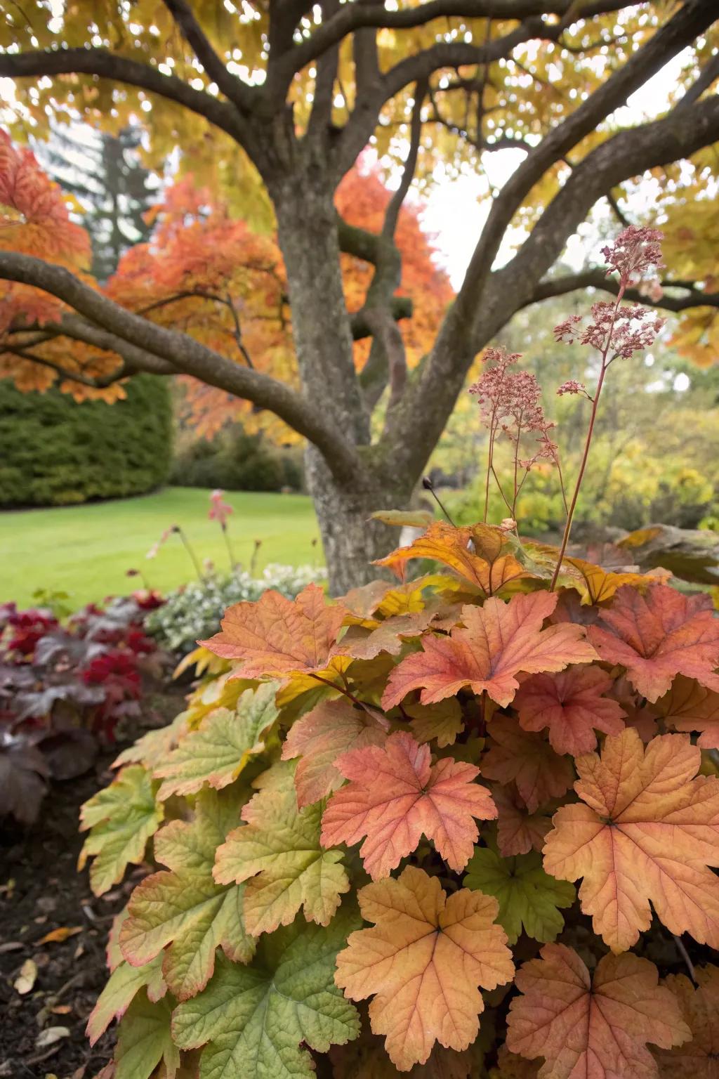 Coral bells adding vibrant colors to the shaded ground under a maple.